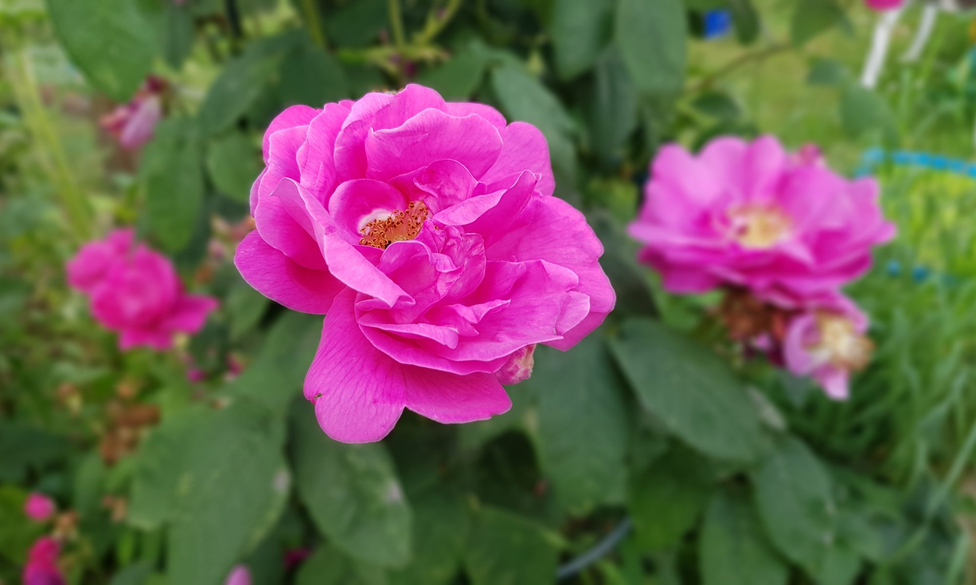 Rosen